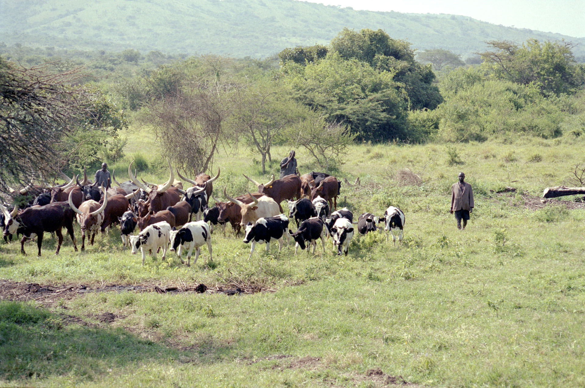 Mbarara - Uganda