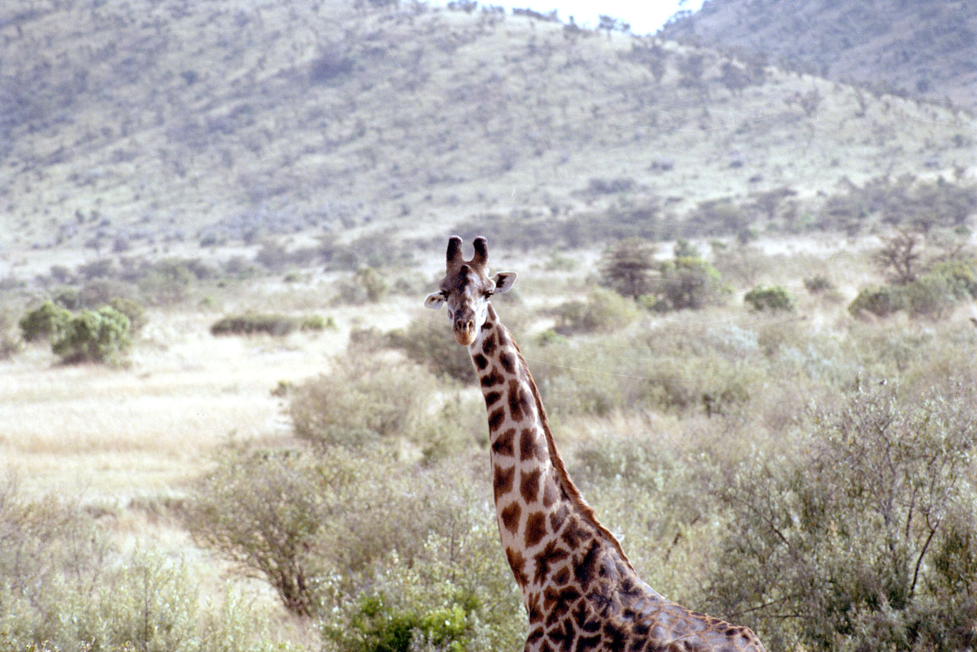 Masai Mara - Kenya