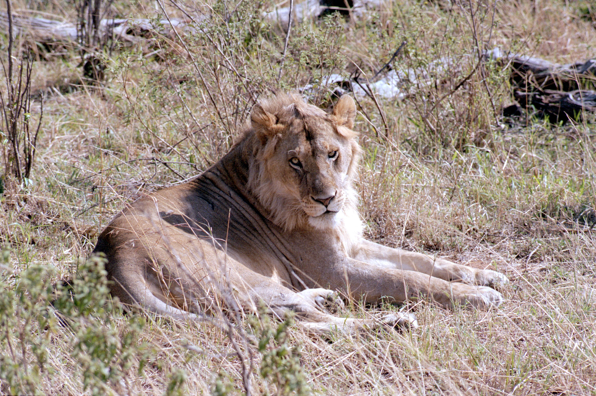 Masai Mara - Kenya