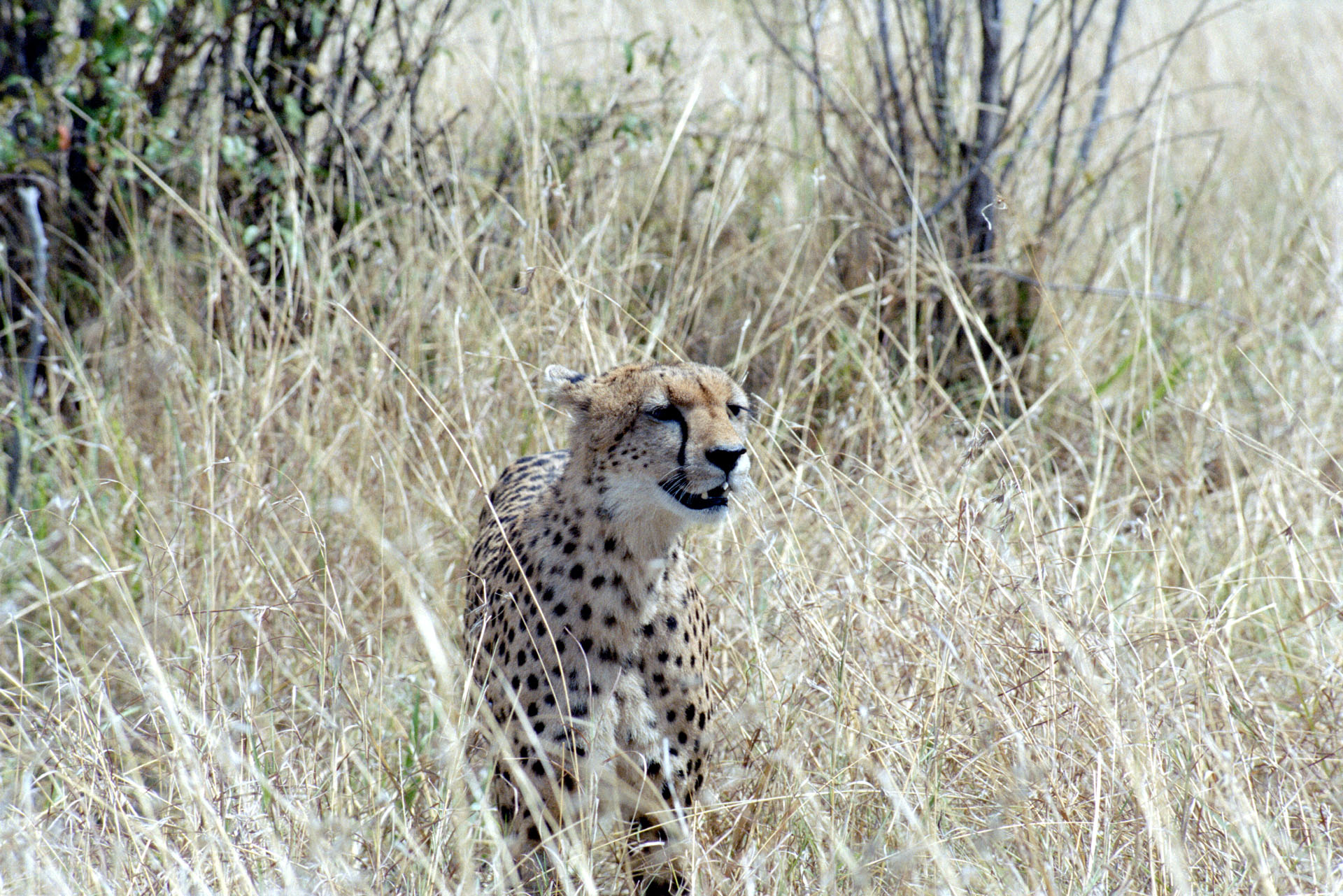 Masai Mara - Kenya