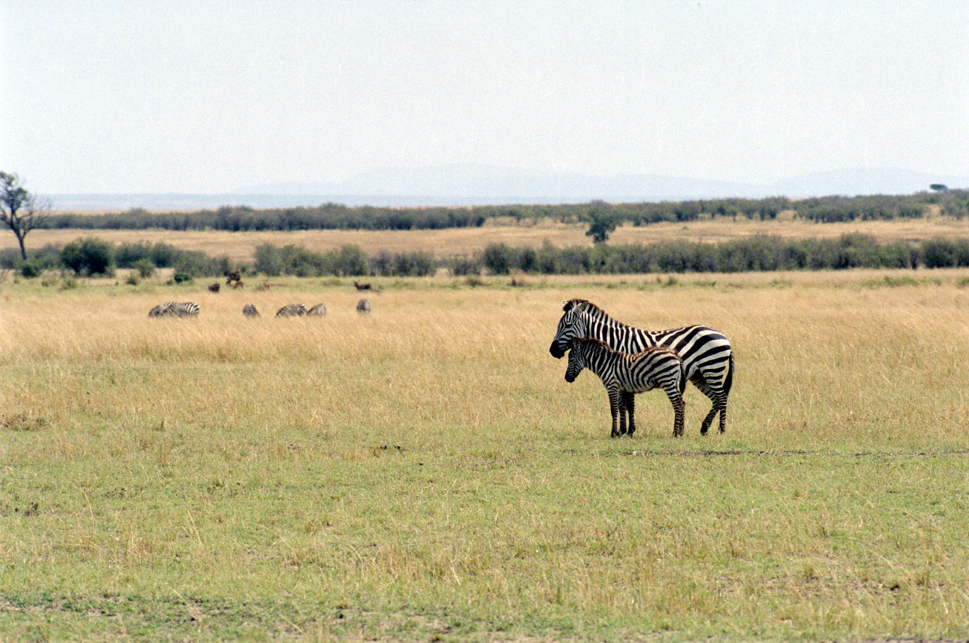 Masai Mara - Kenya