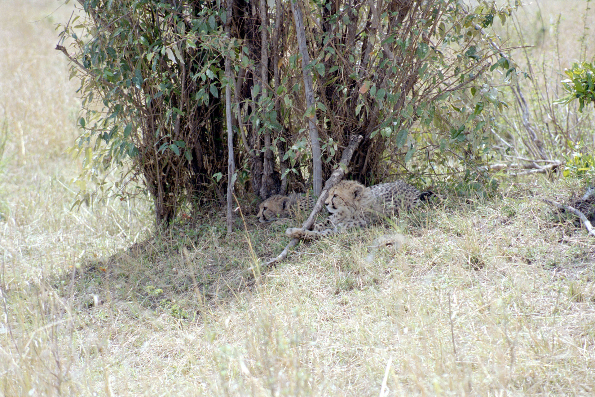 Masai Mara - Kenya