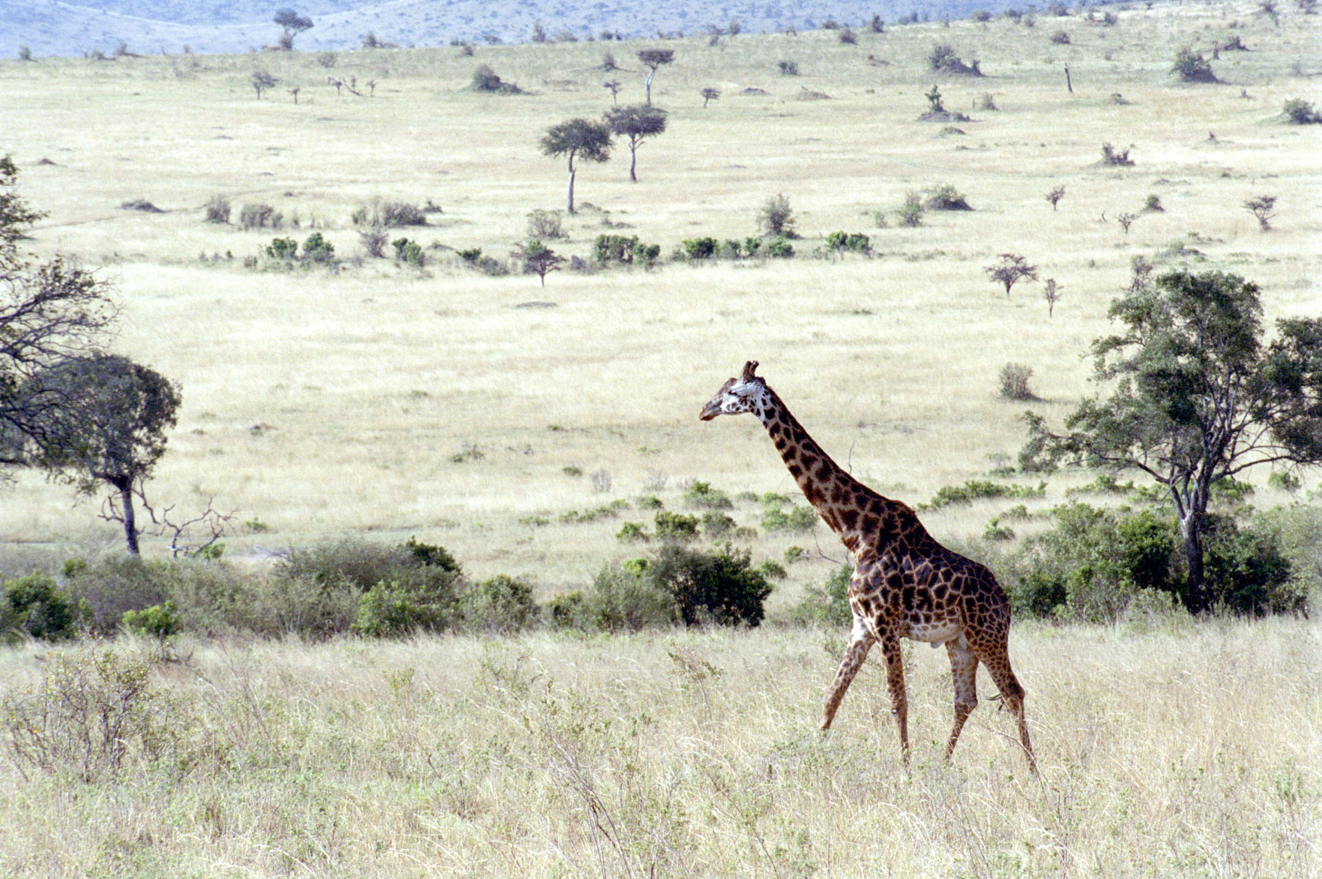 Masai Mara - Kenya