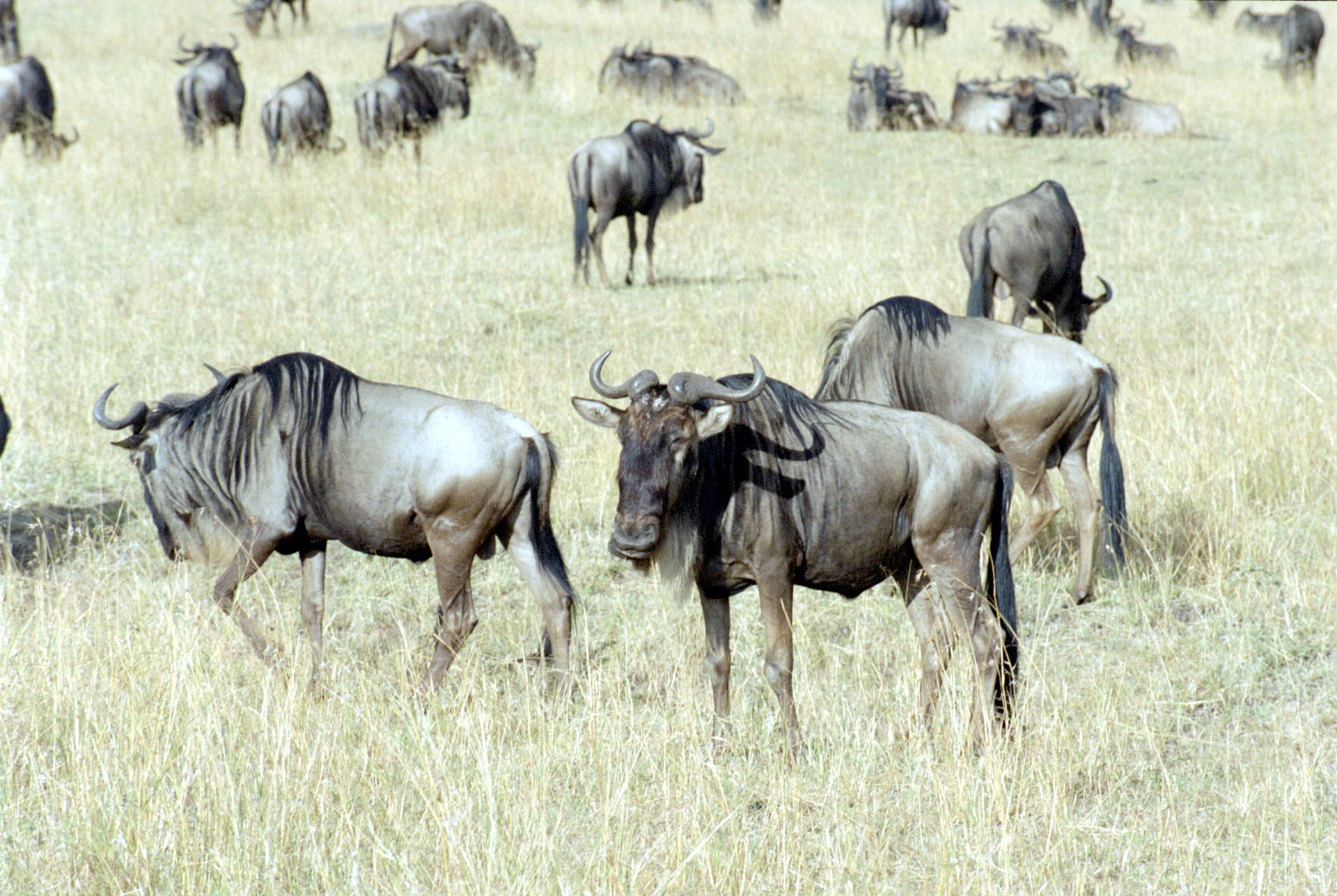 Masai Mara - Kenya
