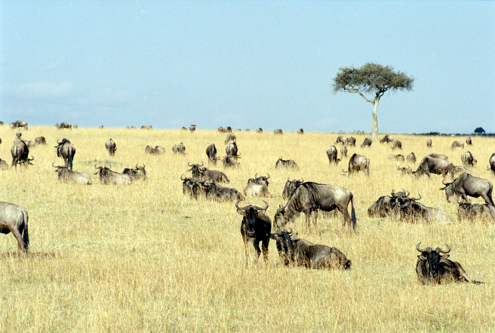 Masai Mara - Kenya