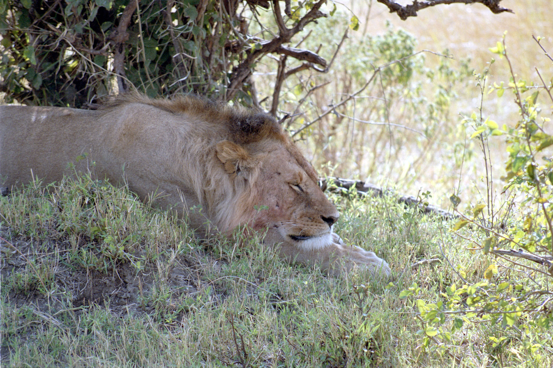 Masai Mara - Kenya