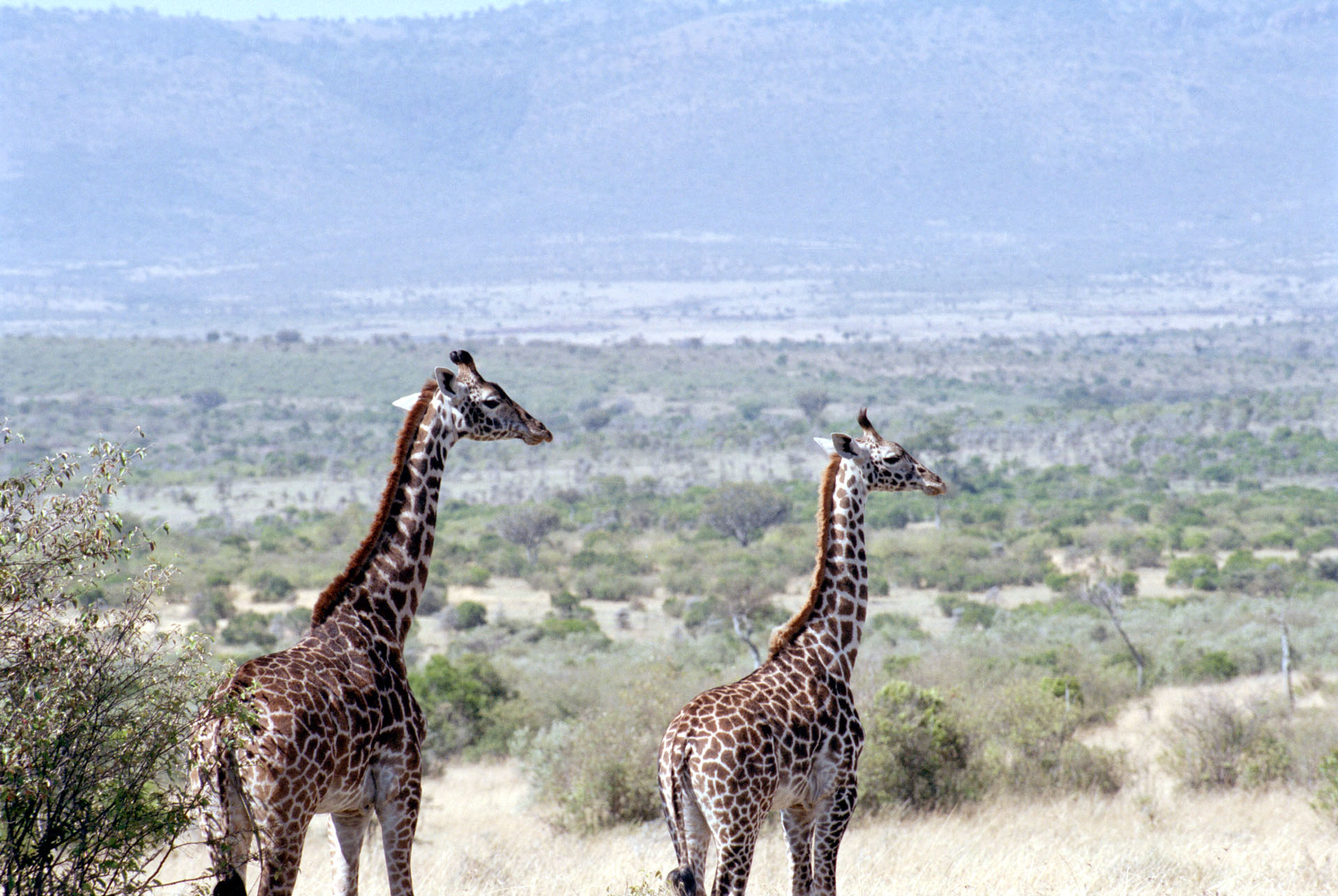 Masai Mara - Kenya