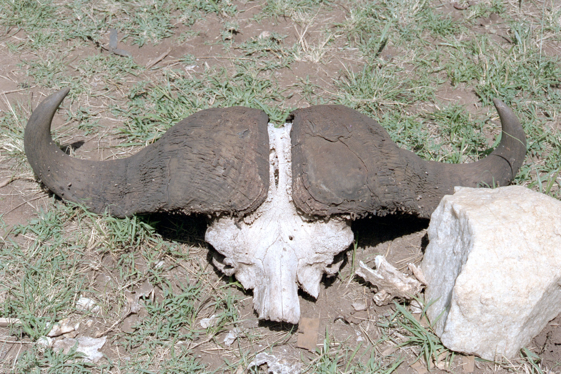 Masai Mara - Kenya