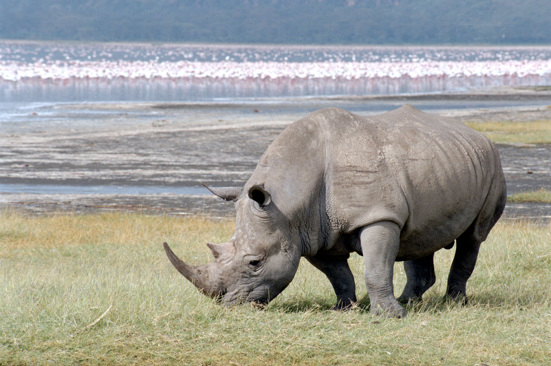 Lake Nakuru - Kenya