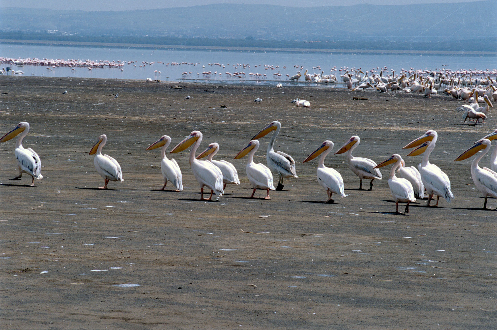 Lake Nakuru - Kenya