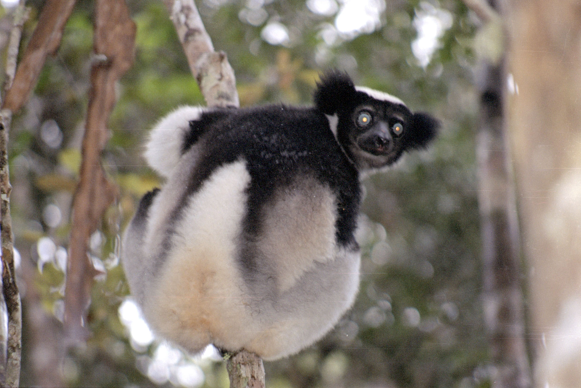 Réserve spéciale d'Analamazoatra - Madagascar
