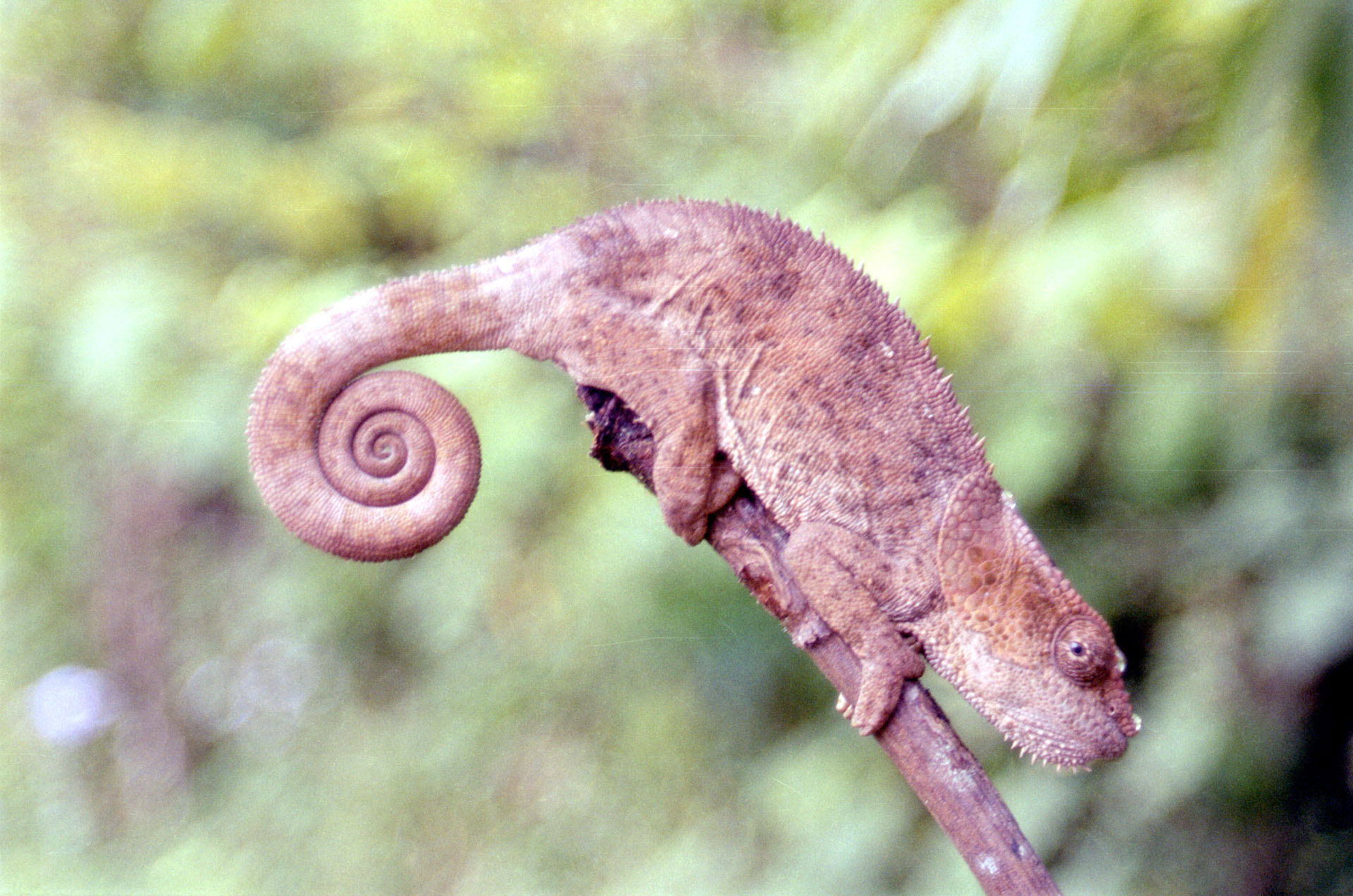 Réserve spéciale d'Analamazoatra - Madagascar