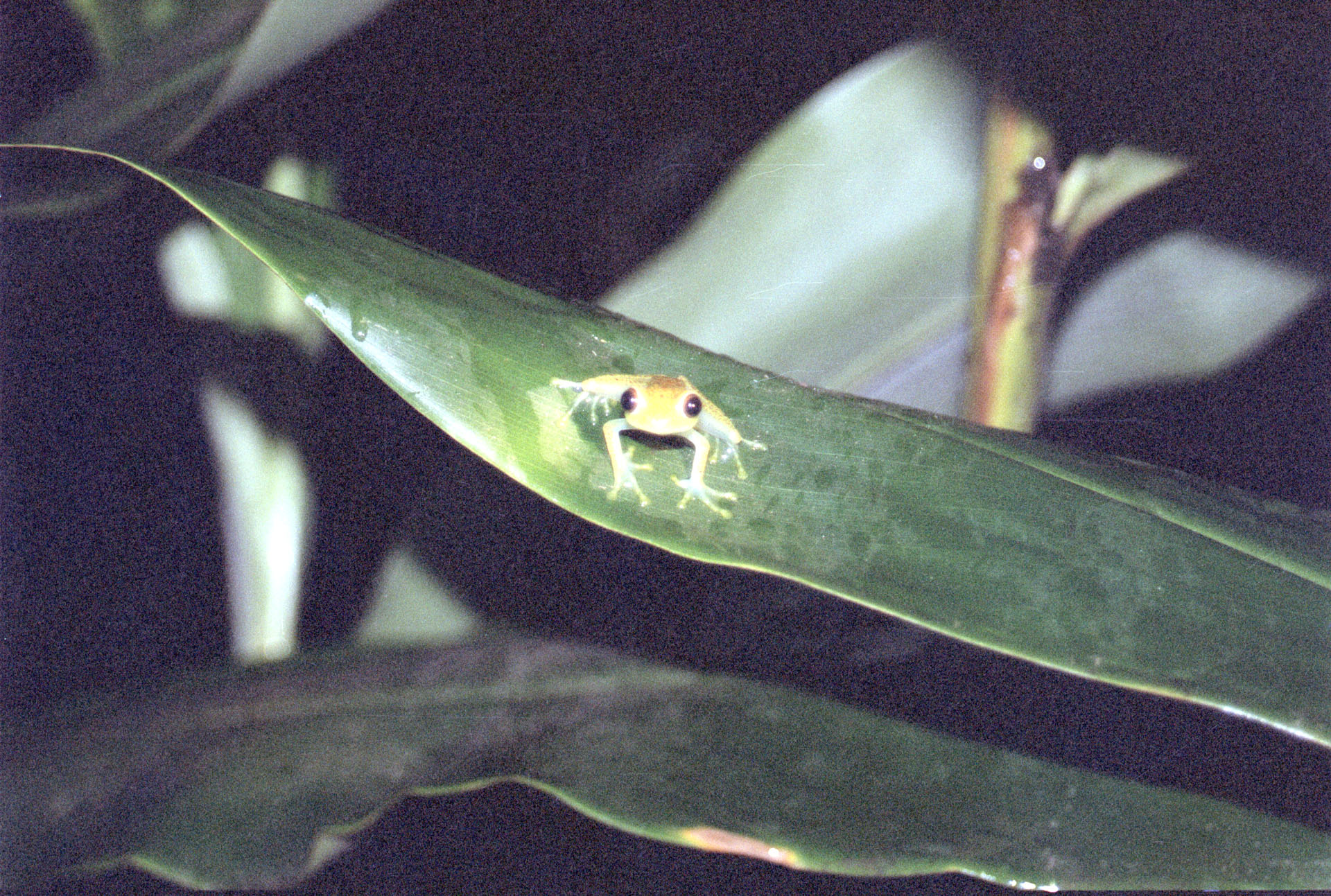 Réserve spéciale d'Analamazoatra - Madagascar