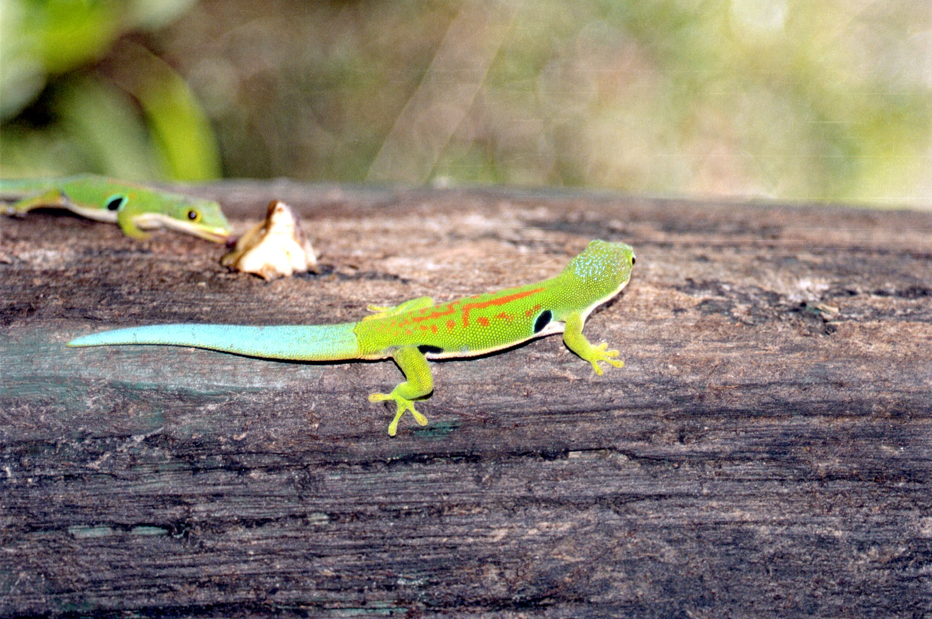 Parc National de Ranomafana - Madagascar