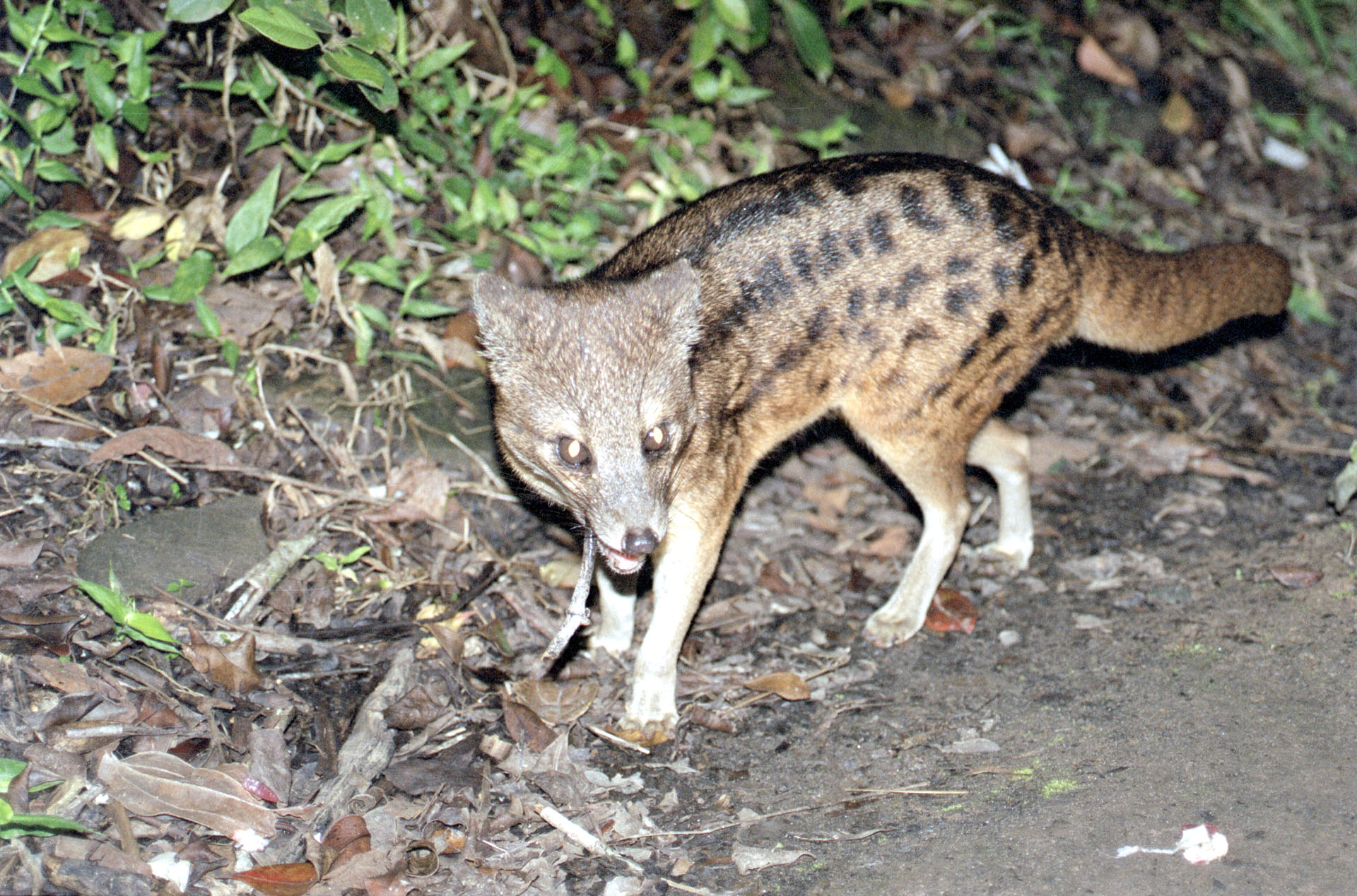 Parc National de Ranomafana - Madagascar