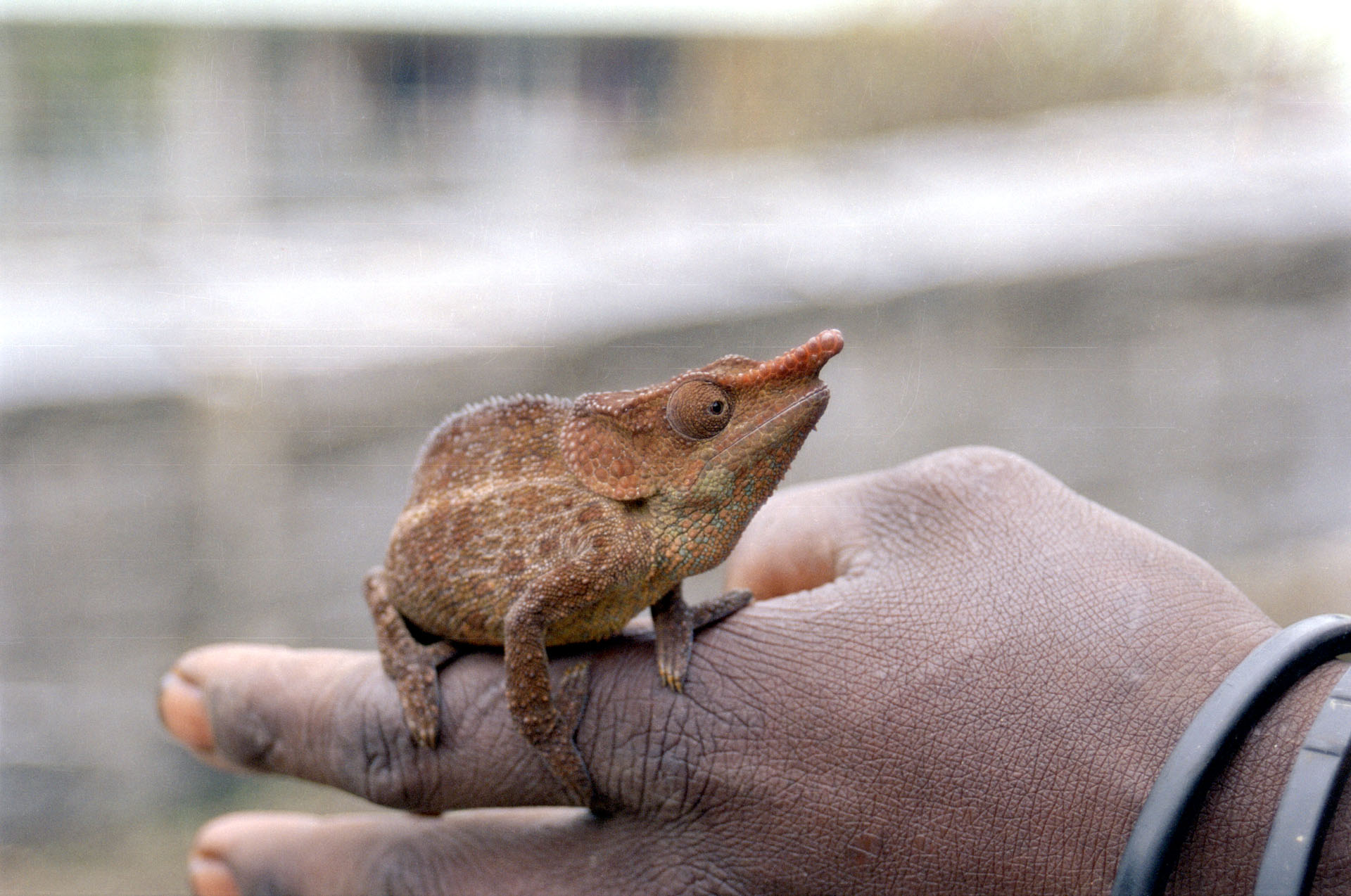 Parc National de Ranomafana - Madagascar