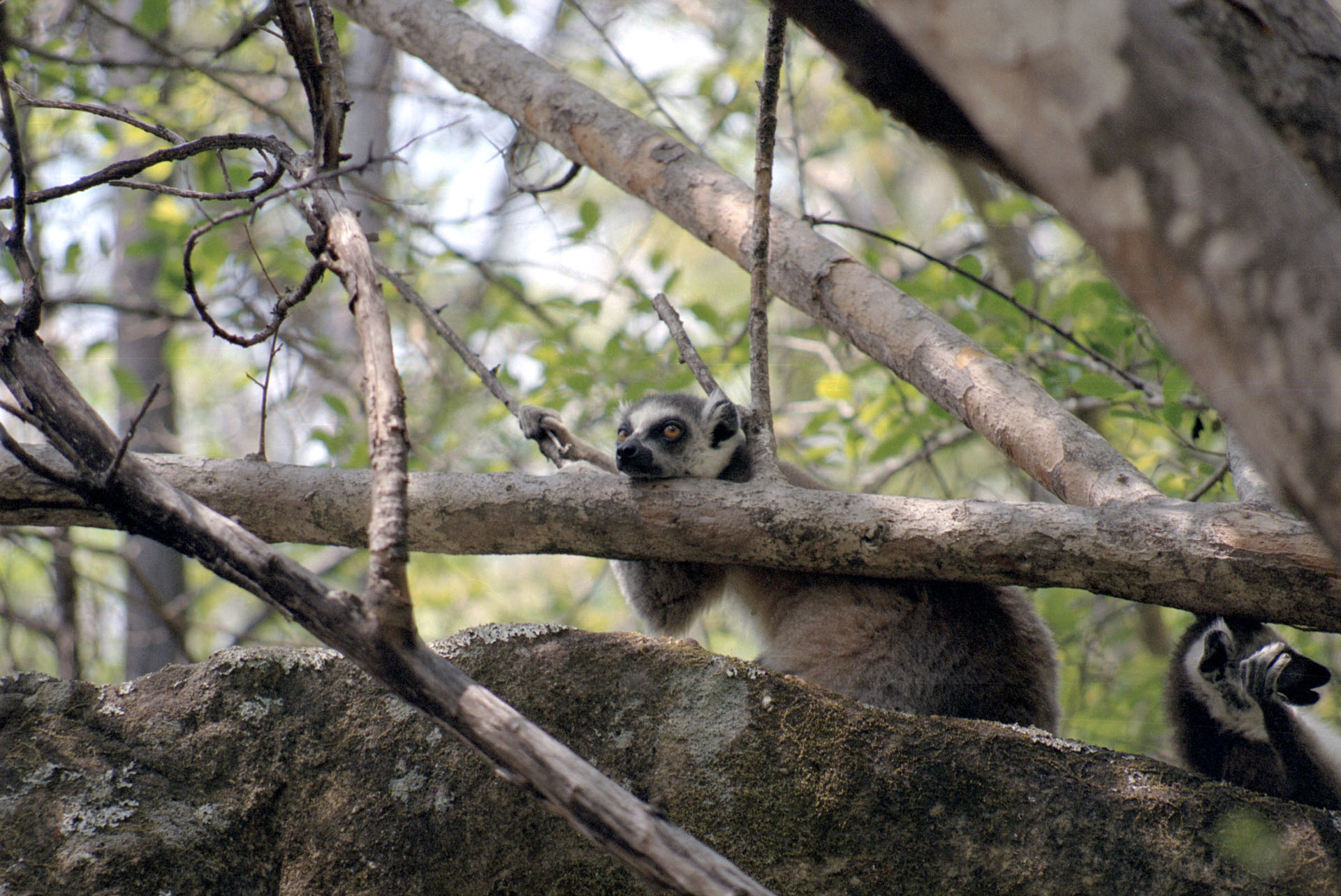 Parc National de l'Isalo - Madagascar