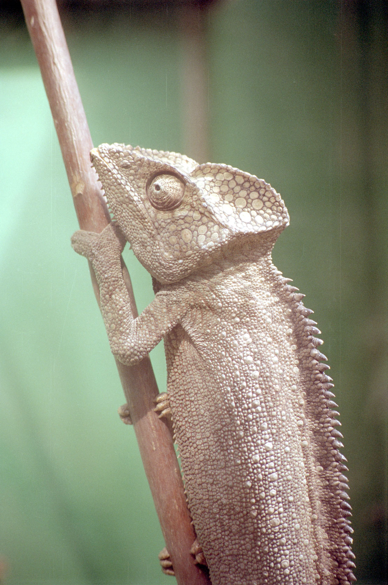 Parc Botanique et Zoologique de Tsimbazaza
