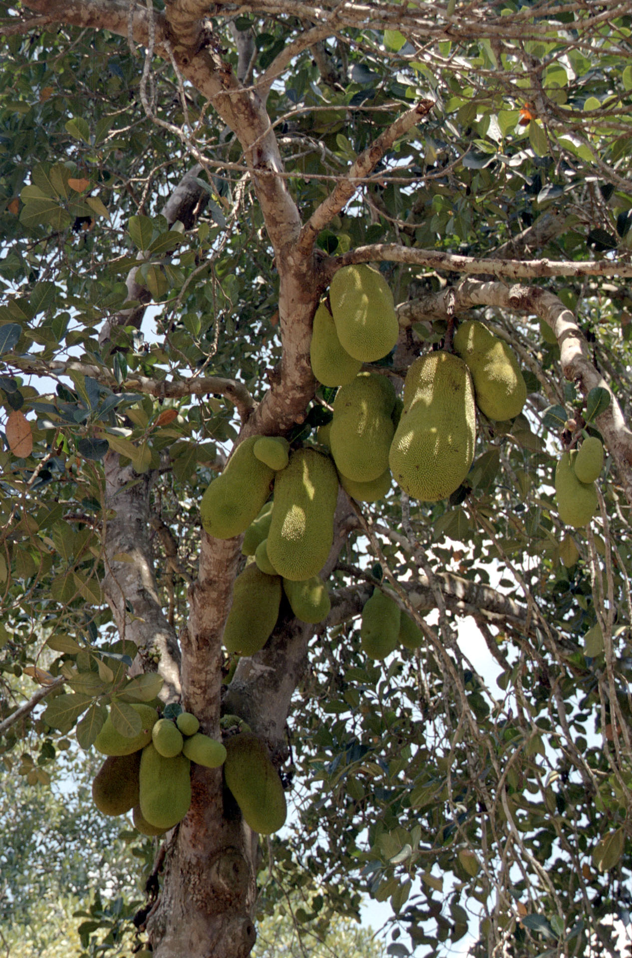 Jackfruit