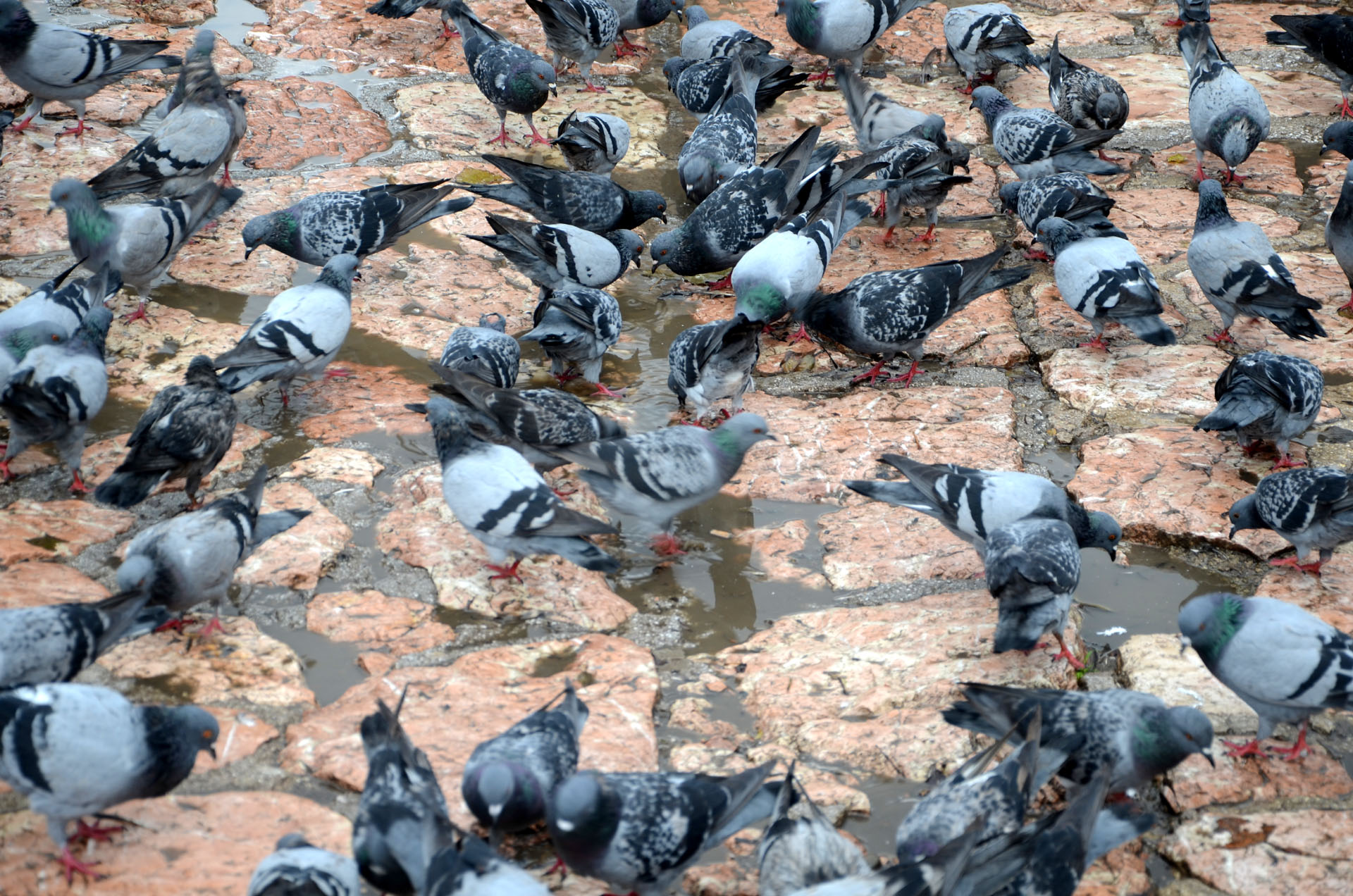 Baščaršija Square