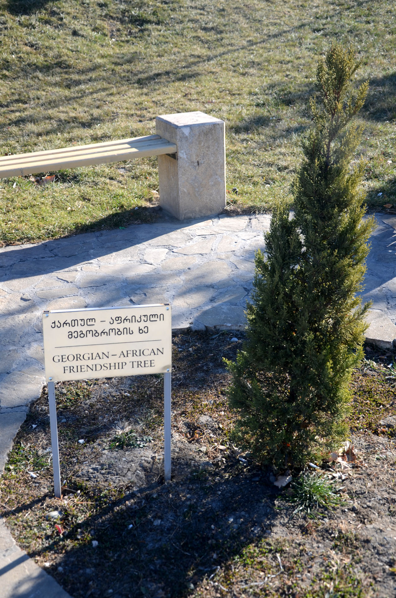 Georgian - African Friendship Tree